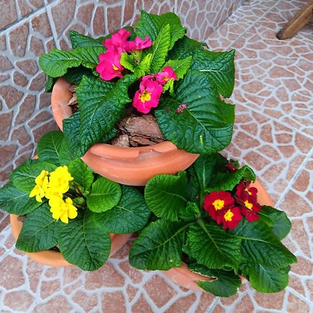 Casa Da Rosarinha Villa Agua de Alto ภายนอก รูปภาพ